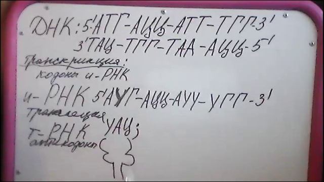 задача синтез белка смотреть онлайн