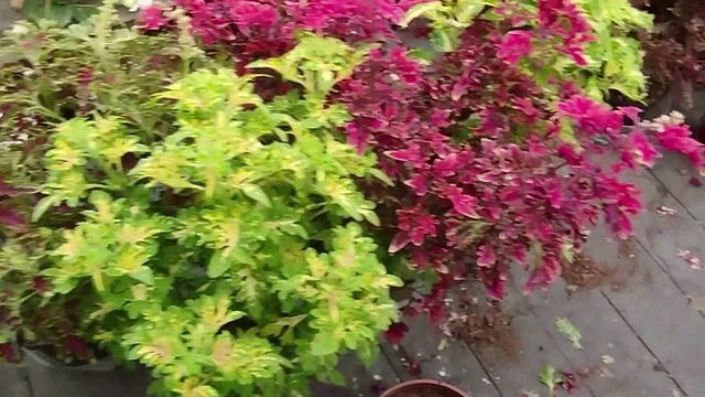 Наши колеусы - взгляд со стороны.Часть 3, обзор сортов смотреть онлайн