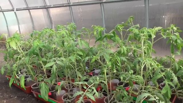 Все, мое терпение лопнуло! Выношу томаты в теплицу на постоянку. 29 марта 2023 года. смотреть онлайн