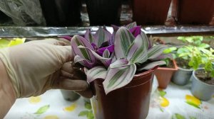 Традесканция. Режу - не жалею!