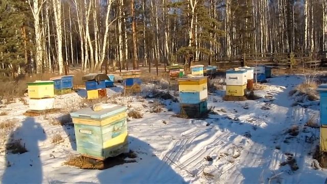 for Brazilian beekeepers ( бразильские пчеловоды попросили показать русских пчел )