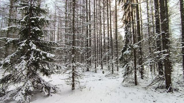 Заснеженный лес. ч.3. Декабрь 2025 смотреть онлайн