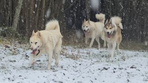 Истории на природе