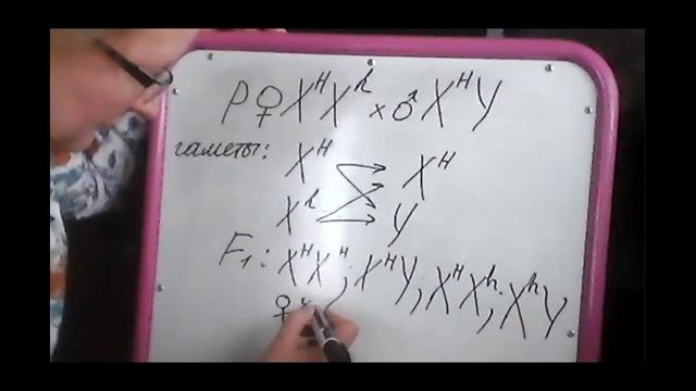 Генетическое определение пола, решение простых задач смотреть онлайн