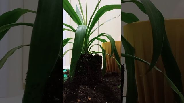 Сансевиерия моя боль