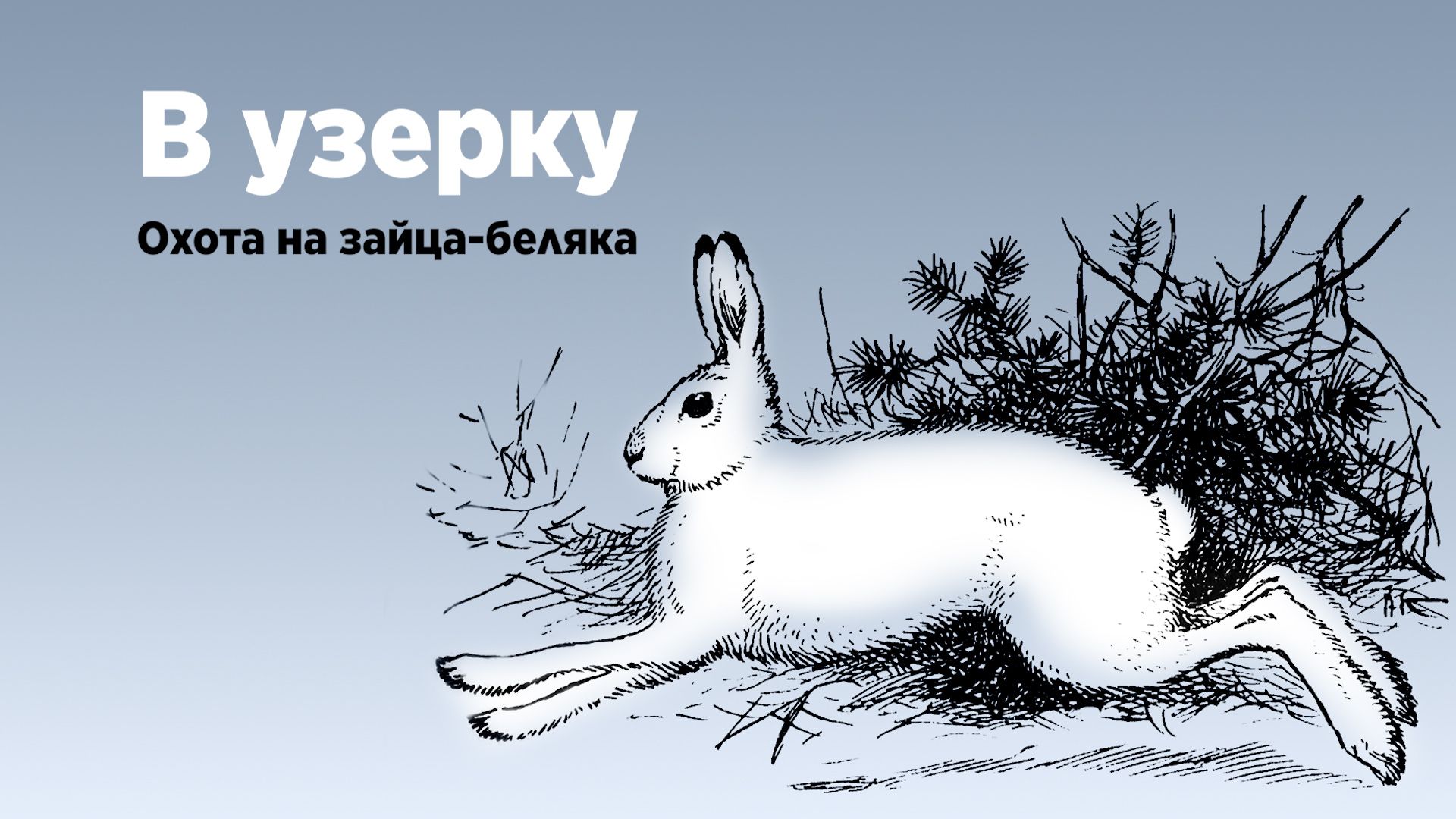 В узерку. Беляк