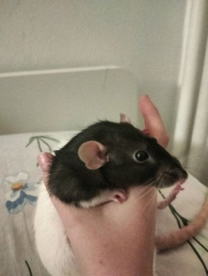 танцы - пение