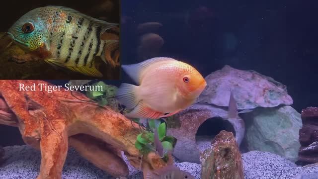 Золотой Северум (Heros efasciatus) полный гид по содержанию