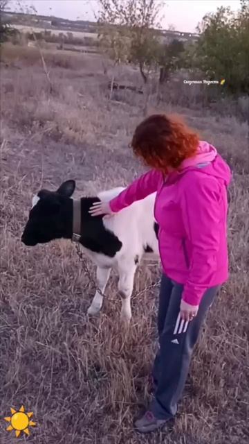 #встреча #милый #бычек #красивый #моиэмоции #радостьдня #обзор #впечатление #восторг #мояпрогулка #2 смотреть онлайн