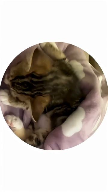 У нас пополнение в семье котёнок Кексик #кот #котята #котики #бездомныекошки смотреть онлайн