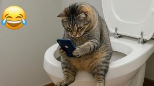 Забавные кошки и коты🤗Приколы_с_котами и кошками!Смешные_коты!_Самые_смешные_животные!