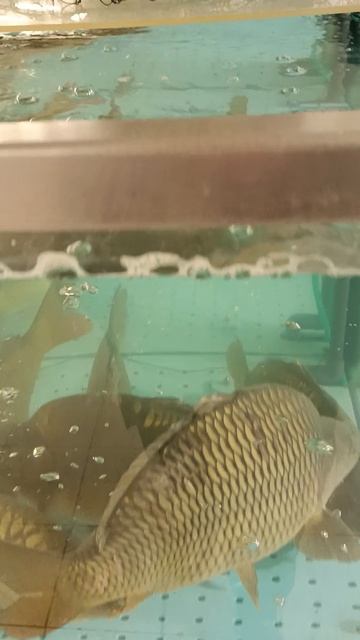 Живой карп смотреть онлайн