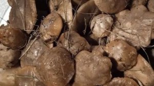 грибы в декабре?да у нас это запросто!!!!