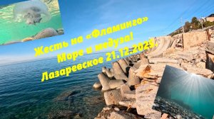 Жесть на пляже "Фламинго",море и медуза! Лазаревское 21.12.2025.