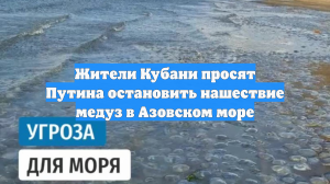 Жители Кубани просят Путина остановить нашествие медуз в Азовском море
