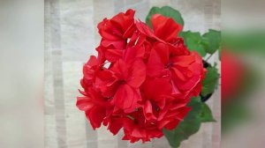 Промышленные сорта пеларгоний - что это такое? За что мы их любим?