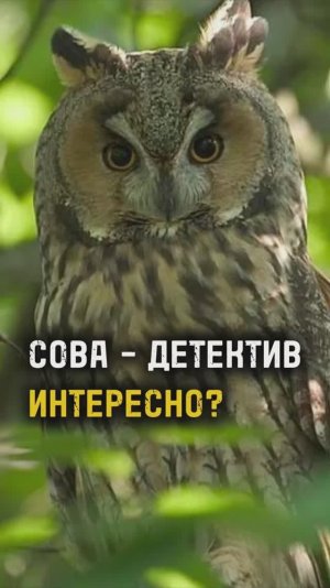 СОВА - ДЕТЕКТИВ. ИНТЕРЕСНО? / ТА СТОРОНА