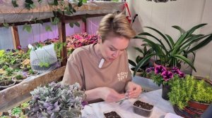 ДИХОНДРА.ПОСЕВ СЕМЯН НА РАССАДУ.2026