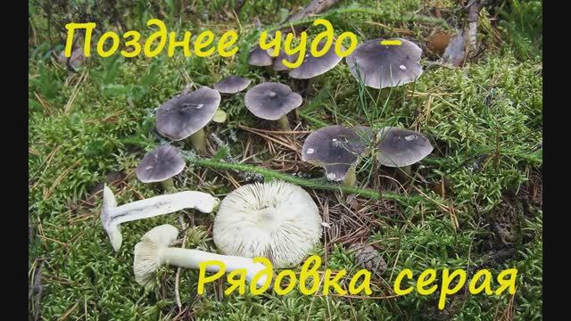 Позднее лесное чудо -  Рядовка серая.