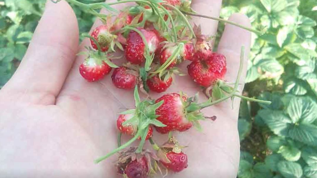 Если много уродливых ягод клубники смотреть онлайн