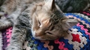 Кото- сиеста