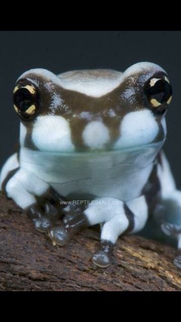 Амазонская молочная лягушка - самая милая лягушка в мире
