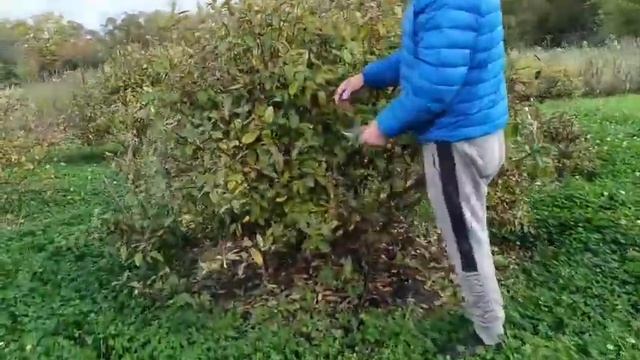 Жимолость. Кусты Авроры 10 лет. смотреть онлайн