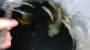 Щуки задыхаются в озере. Рыбалка в Сибири.