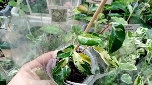 Выставка в Анапе 13 декабря. Часть 1.