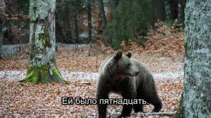 Слезы невесты и шокирующий секрет старого шейха (Часть 7)