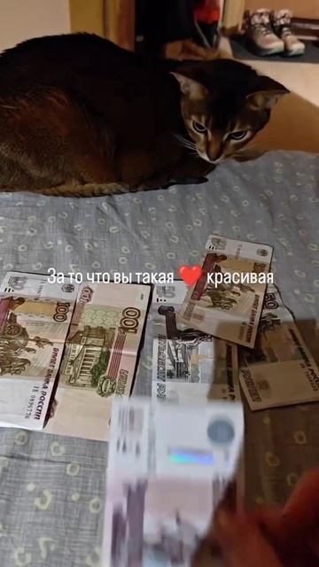 Базовый минимум) #рек #топ #котики #база #жиза #Джоли #юмор #смешныеживотные #смех