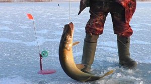 ЩУКА на ЖЕРЛИЦЫ, ПЛОТВА на ЧЕРТИКА! Зимняя рыбалка на жерлицы! Ловля щуки на жерлицы!