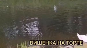 ШОК! РЕБЕНОК ГОРИТ А ОНА ИГРАЕТ! VREDINA LIFE. ОБЗОР.
