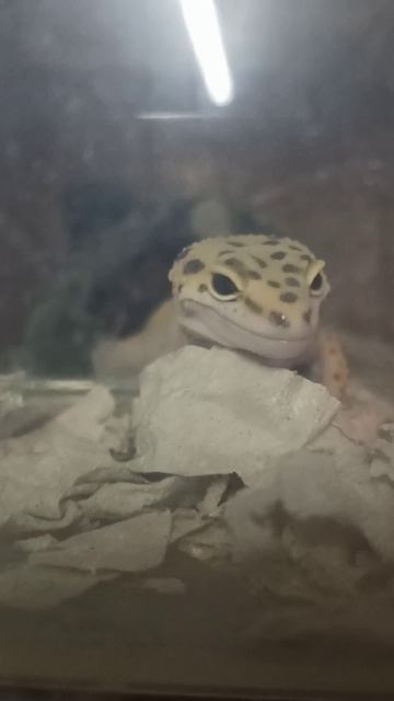 Юный мужчина в гоне. 19 декабря 2025 г. смотреть онлайн