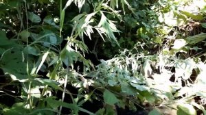 Горный ручей