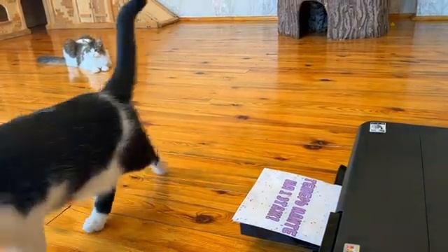 пранки над котами смотреть онлайн