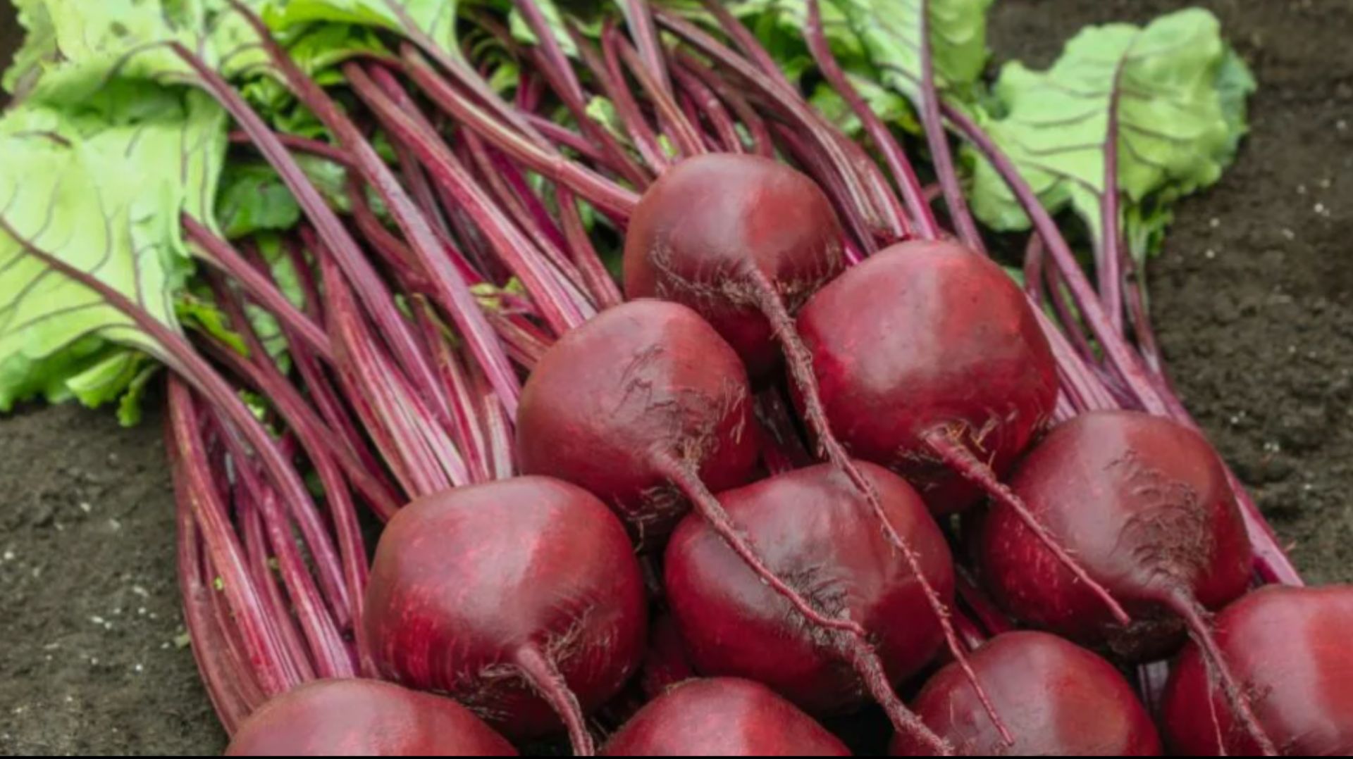 Только эти сорта свеклы посажу в 2026 году. Самые урожайные и вкусные сорта свеклы для посадки смотреть онлайн