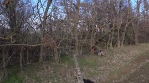 Охота с Патрошей, на очень матерого зайца