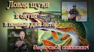 РЫБАЛКА на СПИННИНГ летом. Много мелкого ОКУНЯ и ЩУКА в прилове