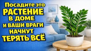 Посадите это растение в доме - и враги начнут отступать. Ритуал. Как вернуть зло