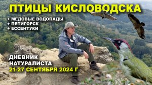 Птицы Кисловодска