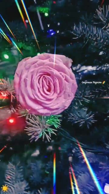 #новогоднееволшебство #ёлка #роза #розовая #любимая #моиэмоции #восторг #радостьдня #даритеженщинамц смотреть онлайн