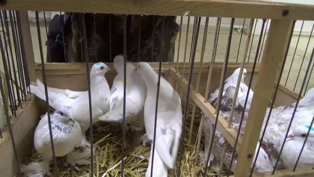 ЯРМАРКА ГОЛУБЕЙ В УФЕ 21 ДЕКАБРЯ 2025 ГОДА. смотреть онлайн