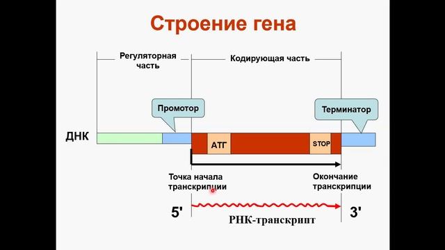 транскрипция смотреть онлайн