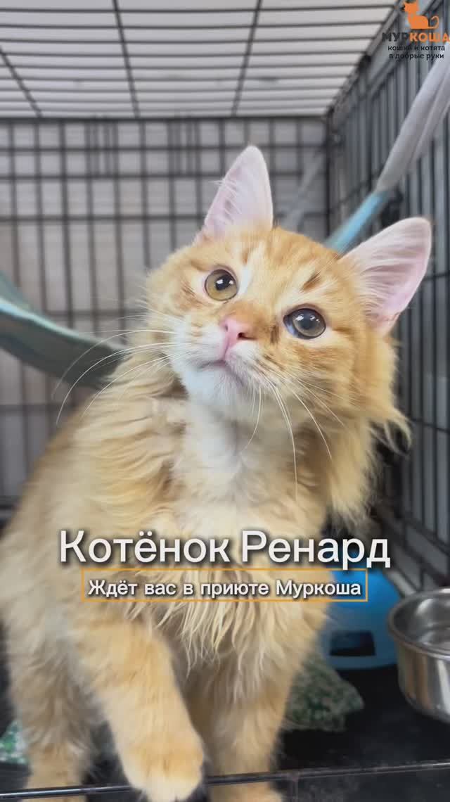 Ренард ждёт вас в приюте #Муркоша смотреть онлайн