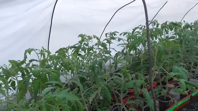 Теплица в теплице. Как я делаю тоннели для защиты томатов от мороза, чем укрываю. смотреть онлайн