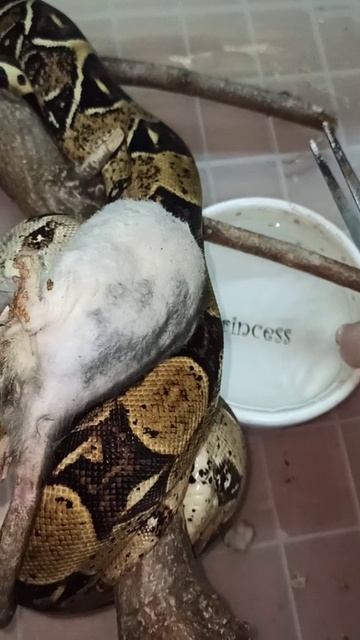 Кормление удава Ноники. 17 декабря 2025 г. смотреть онлайн