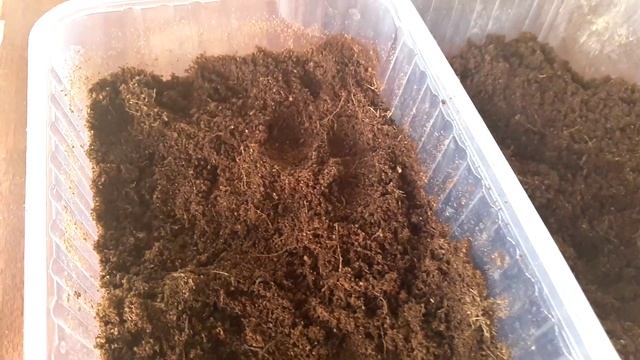 Черенкование пеларгоний в вопросах и ответах. Только наш опыт! смотреть онлайн