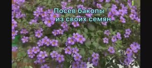Посев бакопы из своих семян. Результат
