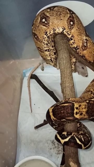 Кормление удава Мигеллы. 17 декабря 2025 г. смотреть онлайн